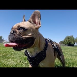 Meet your Posher, Anthony